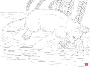 Ornitorenk boyama sayfası, Platypus coloring page, , platypus platypus on a bank 