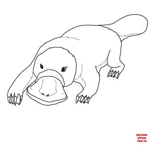 Ornitorenk boyama sayfası, Platypus coloring page, , platypus platypus 