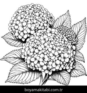Ortanca Çiçekleri boyama sayfası,  coloring page, , 