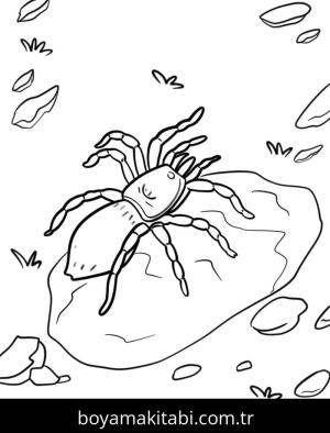 Örümcek boyama sayfası – eğitici aktivite, yaratıcılık
