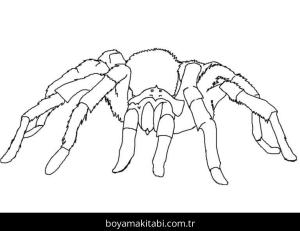 Örümcek boyama sayfası – yaratıcılık, eğlenceli etkinlik