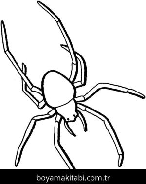 Örümcek boyama sayfası – el becerilerini geliştirir, boyama çalışması