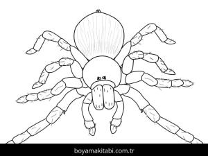 Örümcek boyama sayfası – çocuk aktivitesi, PDF indir