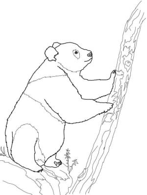 Panda boyama sayfası,  coloring page, Dev Panda Ağaca Tırmanıyor, 