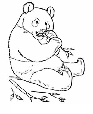 Panda boyama sayfası,  coloring page, Bambu Yiyen Panda, 