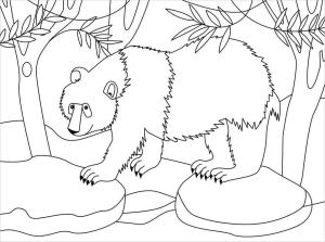 Panda boyama sayfası,  coloring page, Panda Yürüyüşü, 