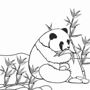 Panda boyama sayfası,  coloring page, Panda Bambu Yiyor, 