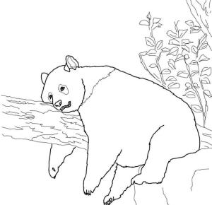 Panda boyama sayfası,  coloring page, Uyuyan Dev Panda, 