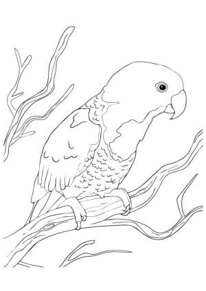 Papağan boyama sayfası,  coloring page, Mavi Enseli Papağan, 