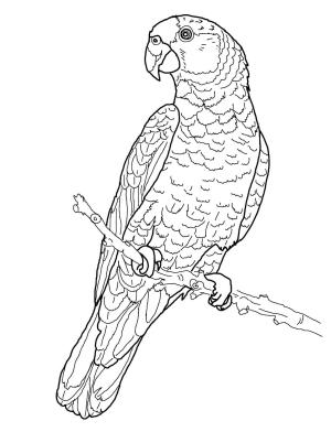 Papağan boyama sayfası,  coloring page, Şaşırtıcı Papağan, 