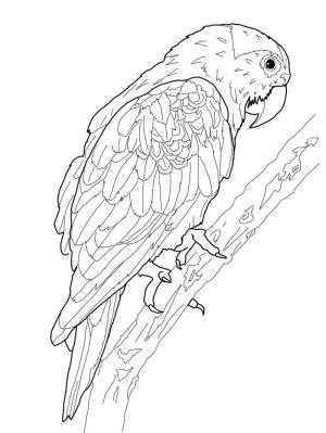 Papağan boyama sayfası,  coloring page, Müthiş Papağan, 