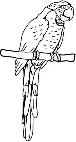 Papağan boyama sayfası,  coloring page, Güzel Papağan, 