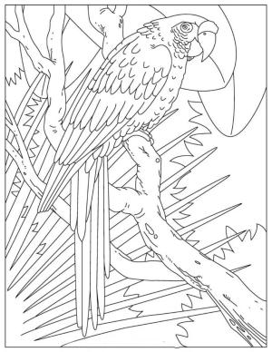 Papağan boyama sayfası,  coloring page, Ağaçtaki Temel Papağan, 