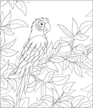 Papağan boyama sayfası,  coloring page, Ağaçtaki Papağan, 