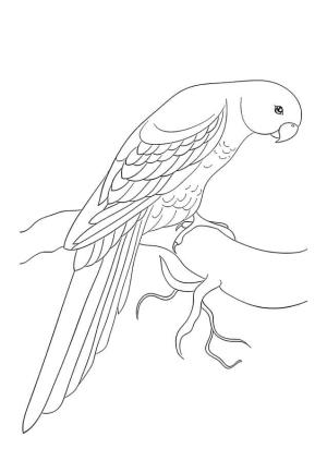 Papağan boyama sayfası,  coloring page, Sevimli Papağan, 