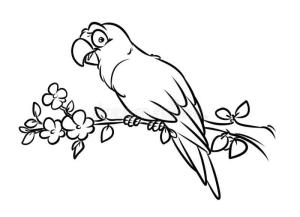 Papağan boyama sayfası,  coloring page, Temel Papağan, 