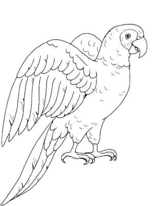 Papağan boyama sayfası,  coloring page, Mükemmel Papağan, 