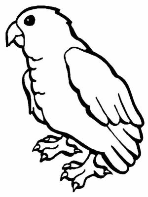 Papağan boyama sayfası,  coloring page, Papağan çizimi, 