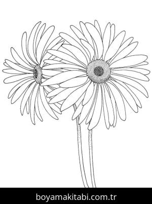 Papatya boyama sayfası – keyifli zaman, renkli çizimler