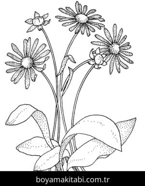 Papatya boyama sayfası – çocuklar için, çizgi film temalı