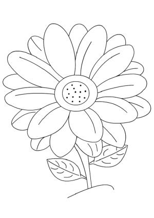 Papatya boyama sayfası,  coloring page, Papatya Çiçeği, 