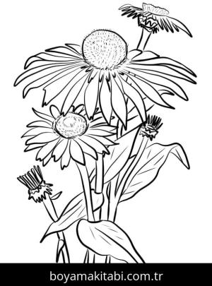 Papatya boyama sayfası – eğlenceli etkinlik, el becerilerini geliştirir