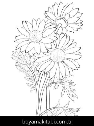 Papatya boyama sayfası – basit çizim, kolay boyama