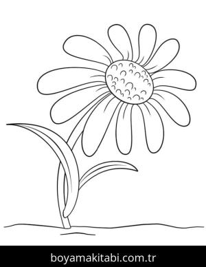 Papatya boyama sayfası – renkli çizimler, okul öncesi