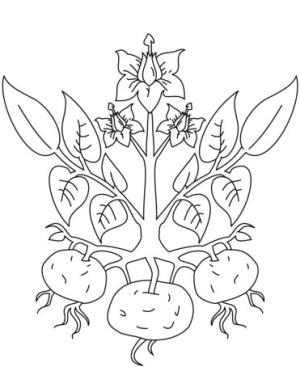 Patates boyama sayfası,  coloring page, Patates Tesisi, 