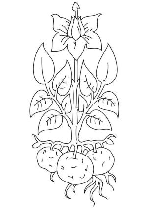 Patates boyama sayfası,  coloring page, Patates Ağacı, 