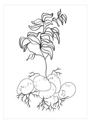 Patates boyama sayfası,  coloring page, Temel Ağaç Patatesleri, 