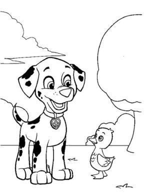 Paw Patrol boyama sayfası,  coloring page, Marshall ve bir Yavru Kaz, 