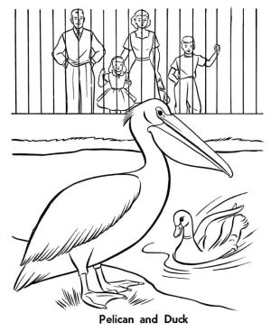 Pelikan boyama sayfası,  coloring page, , 