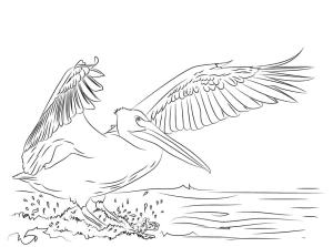 Pelikan boyama sayfası,  coloring page, , 