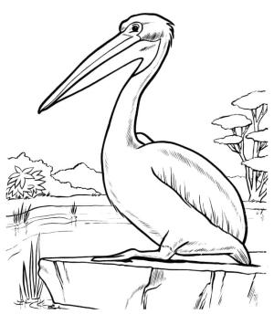 Pelikan boyama sayfası,  coloring page, , 