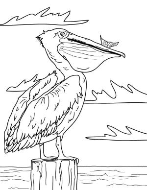 Pelikan boyama sayfası,  coloring page, Pelikanın ücretsiz çizimi, 