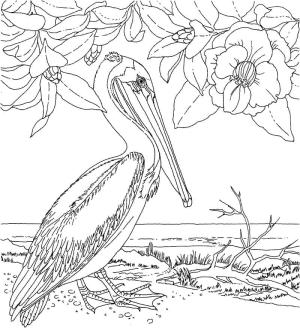 Pelikan boyama sayfası,  coloring page, Güzel Pelikan, 