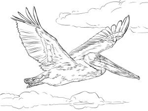 Pelikan boyama sayfası,  coloring page, , 