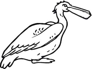 Pelikan boyama sayfası,  coloring page, Normal pelikan, 