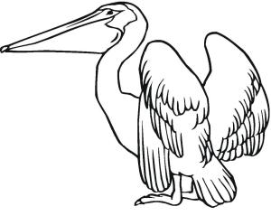 Pelikan boyama sayfası,  coloring page, Pelikan ücretsiz, 