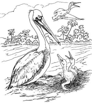 Pelikan boyama sayfası,  coloring page, , 