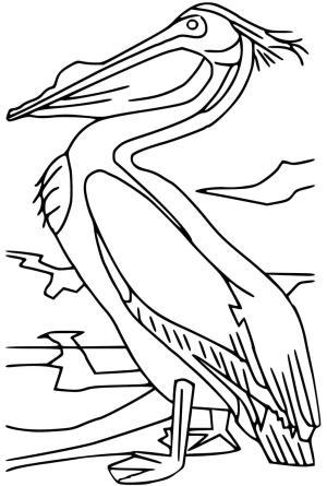 Pelikan boyama sayfası,  coloring page, Çok kolay Pelikan, 