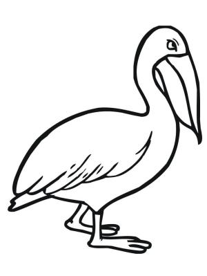 Pelikan boyama sayfası,  coloring page, , 