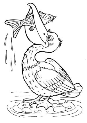 Pelikan boyama sayfası,  coloring page, , 