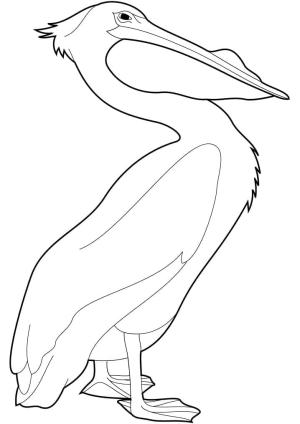 Pelikan boyama sayfası,  coloring page, Pelikan çocuklara ücretsiz, 