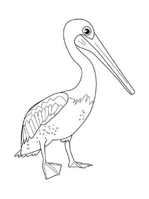 Pelikan boyama sayfası,  coloring page, Özgür pelikan, 