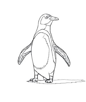 Penguen boyama sayfası,  coloring page, Afrika Pengueni, 