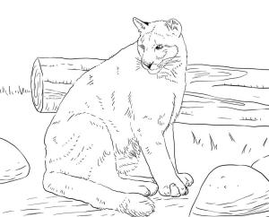 Puma boyama sayfası, Cougar coloring page, Oturan Puma, 