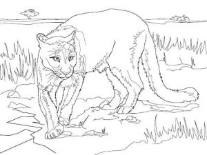 Puma boyama sayfası, Cougar coloring page, Puma Harika, 