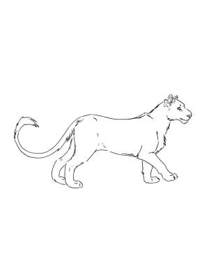 Puma boyama sayfası, Cougar coloring page, Inanılmaz Puma, 